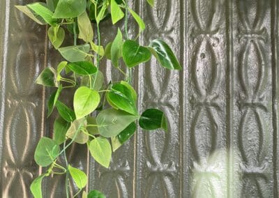 Bright Futures Chiropractic sign with lush green hanging plant on textured wall.